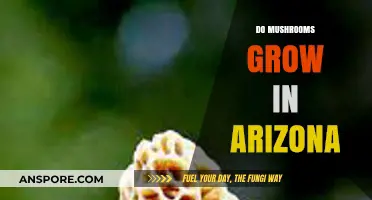 Exploring Arizona's Fungal Diversity: Do Mushrooms Thrive in the Desert?