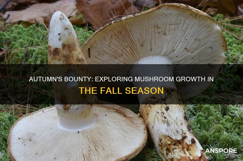 do mushrooms grow in autumn