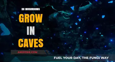 Exploring the Mystery: Do Mushrooms Thrive in Cave Environments?