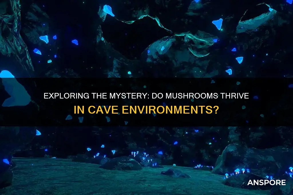 do mushrooms grow in caves