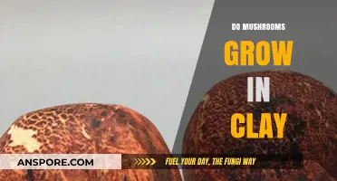 Can Mushrooms Thrive in Clay Soil? Exploring Growth Conditions
