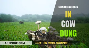 Can Mushrooms Thrive in Cow Dung? Exploring Fungal Growth in Manure