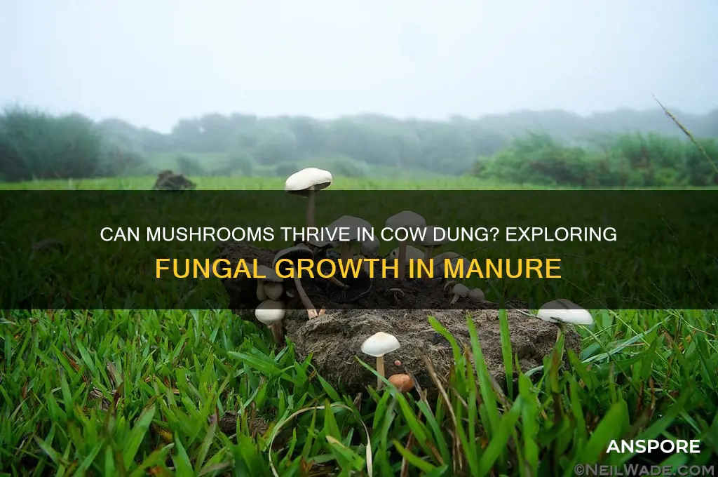 do mushrooms grow in cow dung
