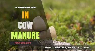 Can Mushrooms Thrive in Cow Manure? Exploring Fungal Growth in Dung
