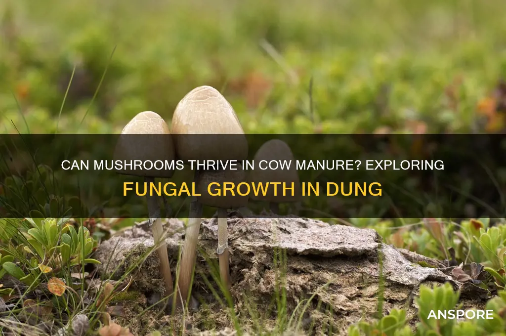 do mushrooms grow in cow manure