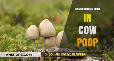 Mushrooms in Cow Manure: Unveiling the Surprising Growth Connection