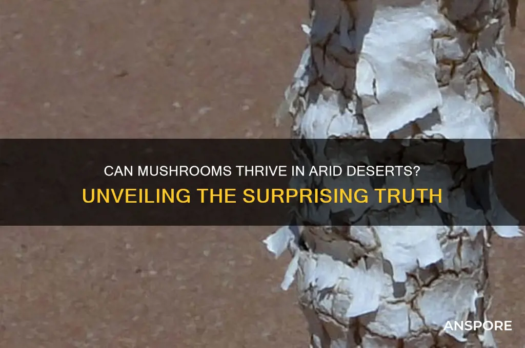 do mushrooms grow in desert