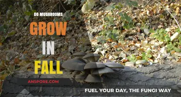 Fall's Fungal Bounty: When and Why Mushrooms Thrive in Autumn