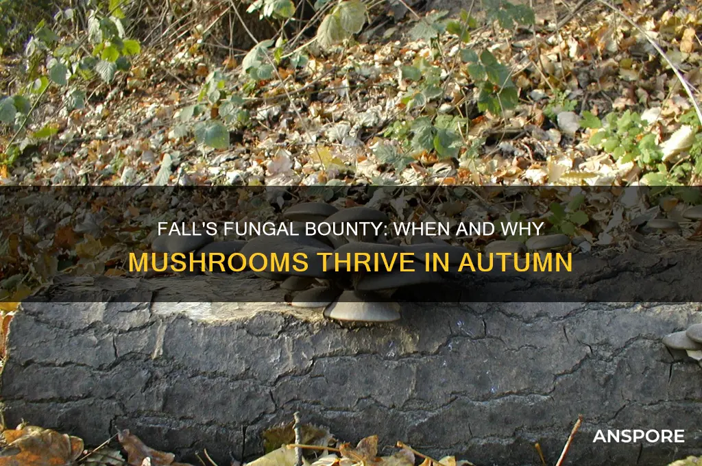 do mushrooms grow in fall