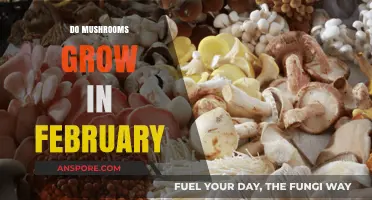 February Mushroom Growth: Conditions and Species That Thrive in Winter