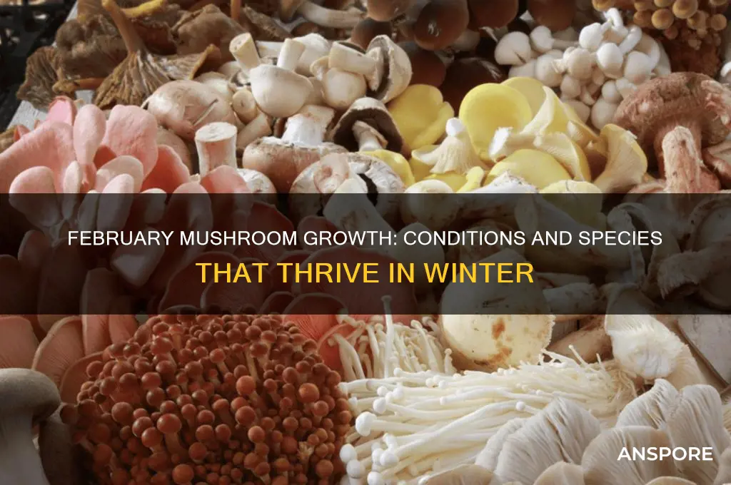 do mushrooms grow in february