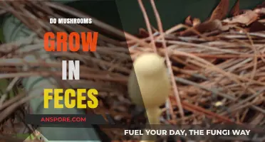 Can Mushrooms Thrive in Feces? Exploring Unusual Growth Environments