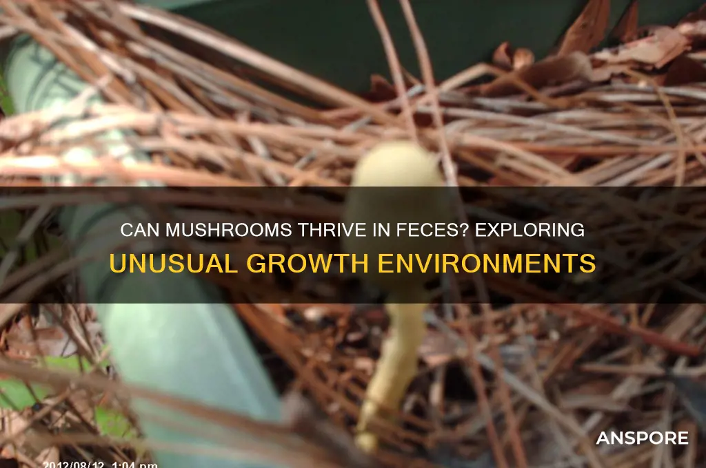 do mushrooms grow in feces
