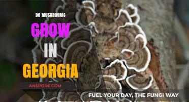 Exploring Georgia's Fungal Diversity: Do Mushrooms Thrive in the Peach State?