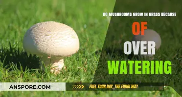Overwatering and Mushrooms: Why They Thrive in Your Lawn