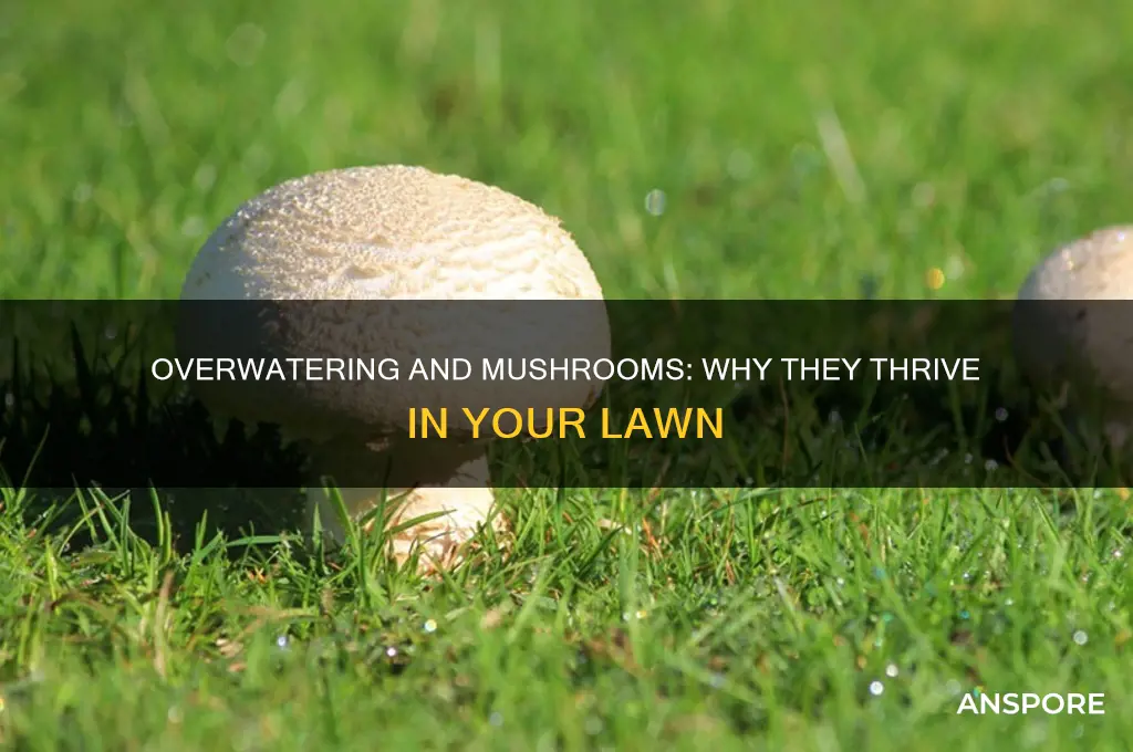 do mushrooms grow in grass because of over watering