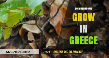 Exploring Greece's Fungal Treasures: Do Mushrooms Thrive in Its Climate?