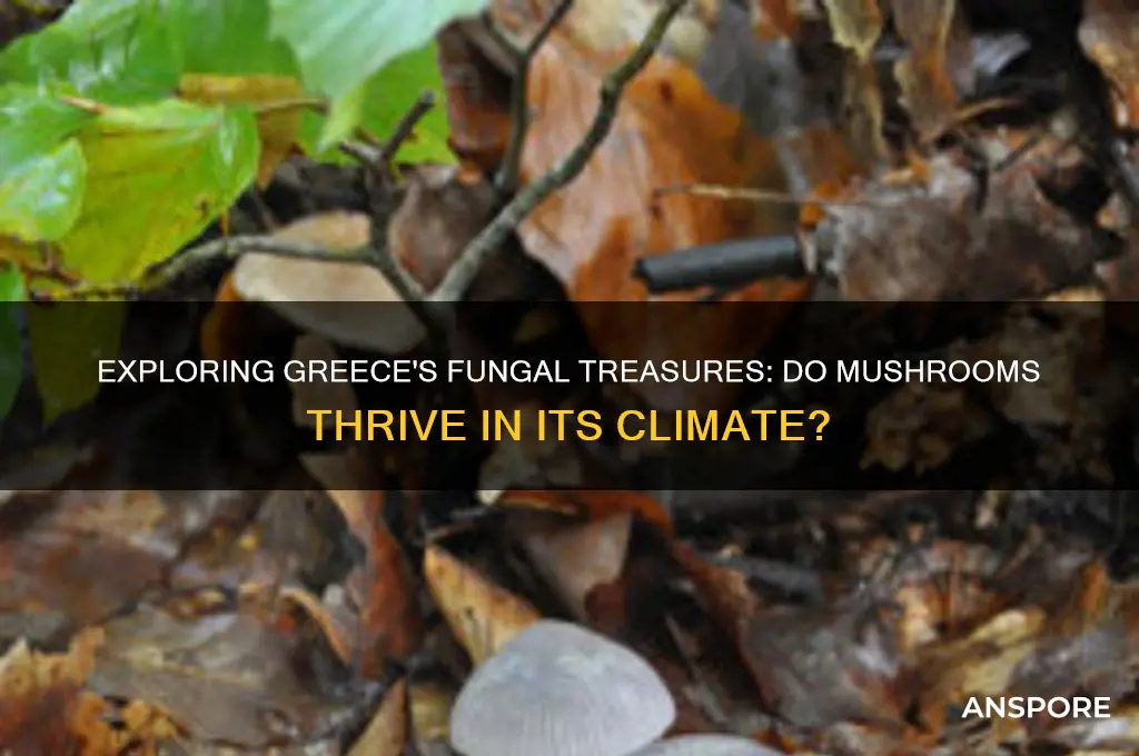 do mushrooms grow in greece