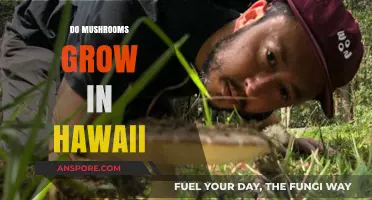 Exploring Hawaii's Fungal Diversity: Do Mushrooms Thrive in the Islands?