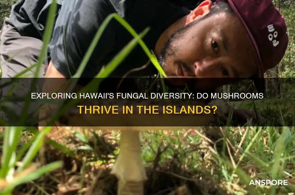 do mushrooms grow in hawaii