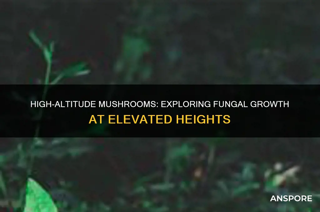 do mushrooms grow in hight elevation