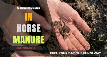 Can Mushrooms Thrive in Horse Manure? Exploring Fungal Growth Potential