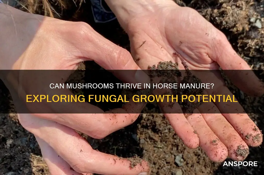do mushrooms grow in horse manure