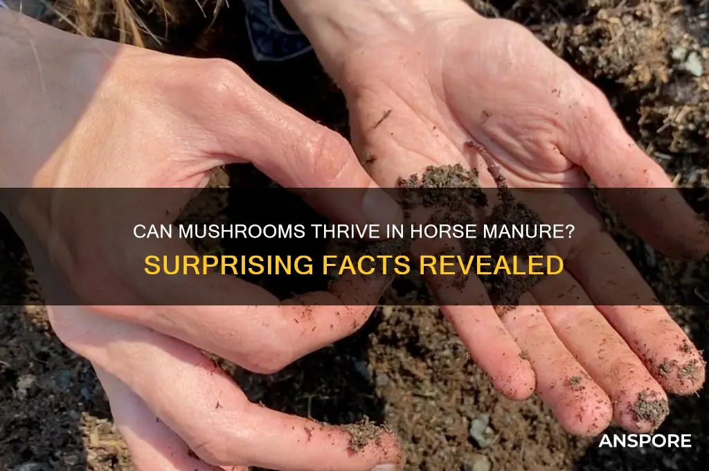 do mushrooms grow in horse shit