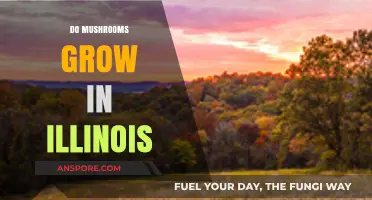 Exploring Illinois' Fungal Diversity: Where and How Mushrooms Thrive