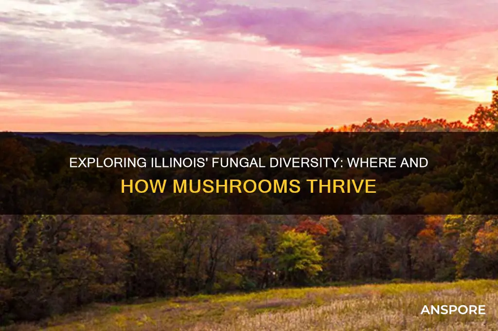 do mushrooms grow in illinois