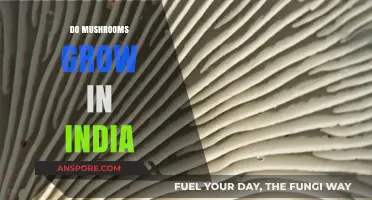 Exploring India's Fungal Diversity: Where and How Mushrooms Thrive