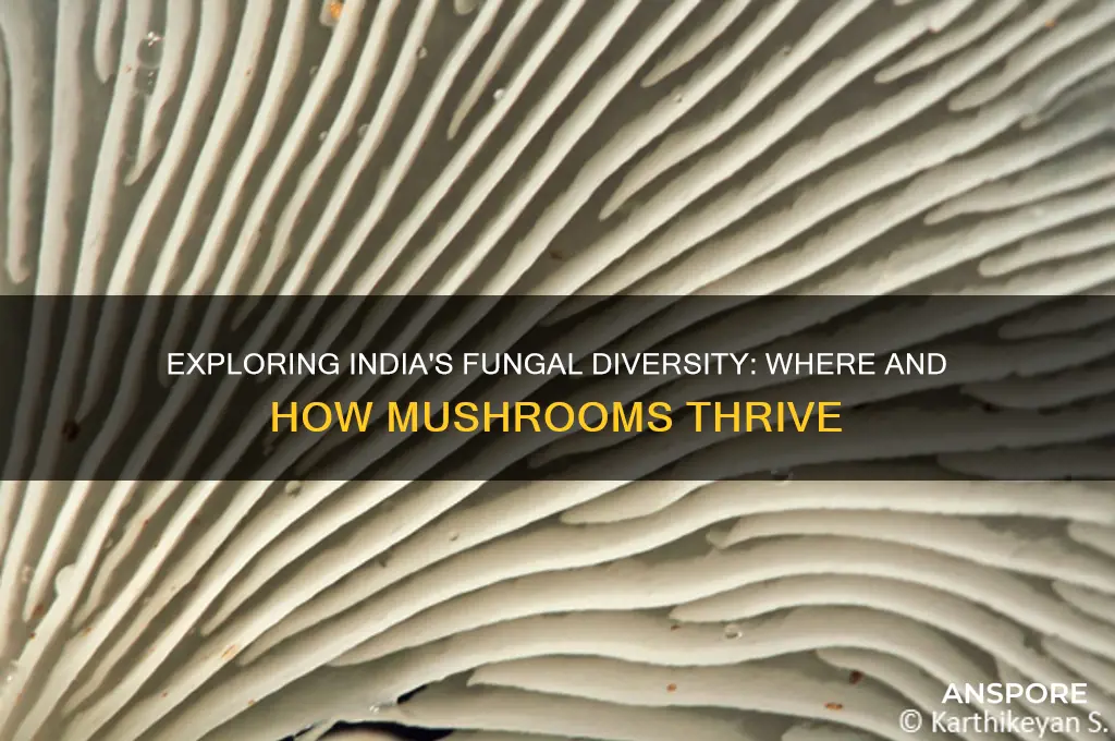 do mushrooms grow in india