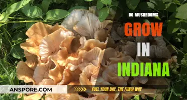 Exploring Indiana's Forests: Where and How Mushrooms Thrive in the Hoosier State