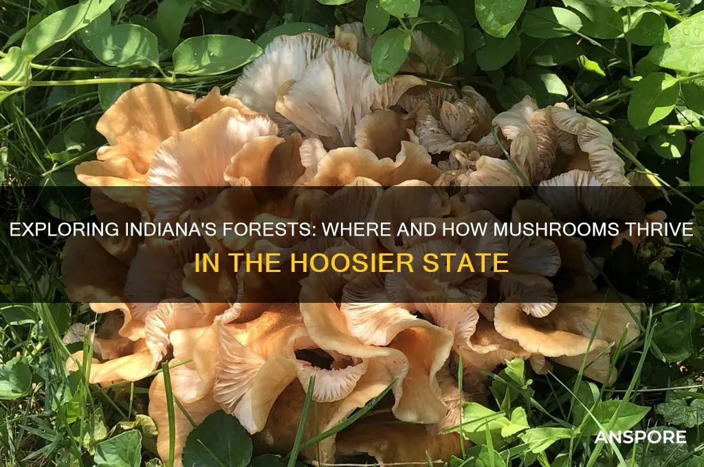do mushrooms grow in indiana