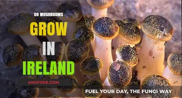 Exploring Ireland's Fungal Diversity: Do Mushrooms Thrive in the Emerald Isle?