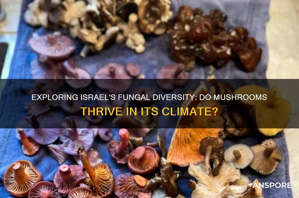 do mushrooms grow in israel