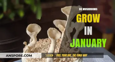 Can Mushrooms Thrive in January? Winter Fungus Growth Explained