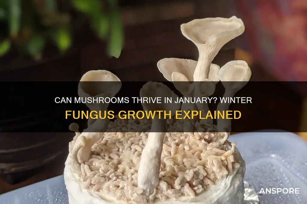 do mushrooms grow in january