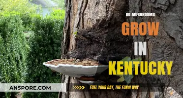 Exploring Kentucky's Forests: Where and How Mushrooms Thrive in the Bluegrass State
