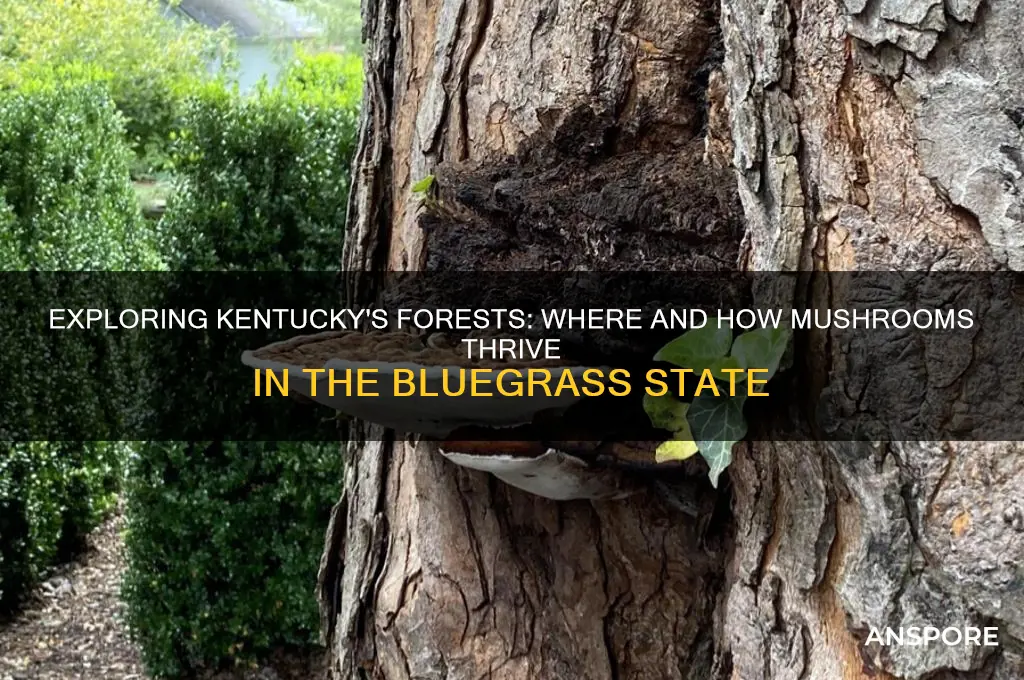 do mushrooms grow in kentucky