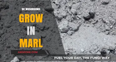 Can Mushrooms Thrive in Marl Soil? Exploring Fungal Growth Conditions