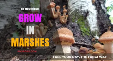 Do Mushrooms Thrive in Marshes? Exploring Fungal Growth in Wetland Ecosystems