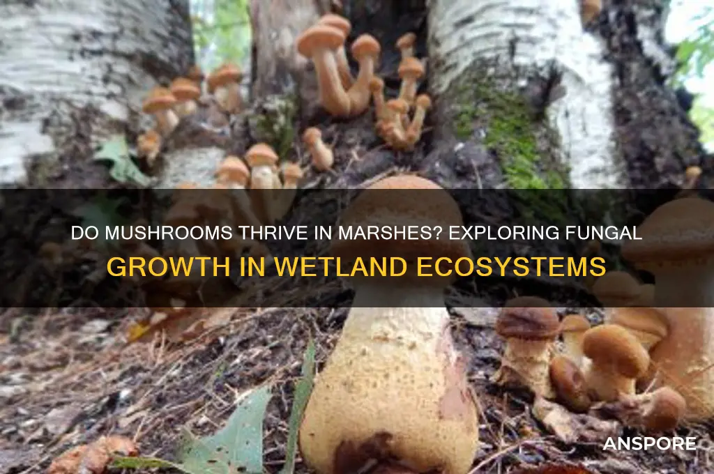 do mushrooms grow in marshes