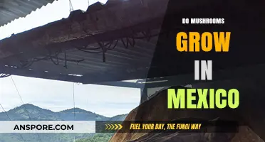 Exploring Mexico's Fungal Diversity: Do Mushrooms Thrive in Its Climate?