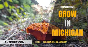 Exploring Michigan's Forests: Where and How Mushrooms Thrive in the Mitten State
