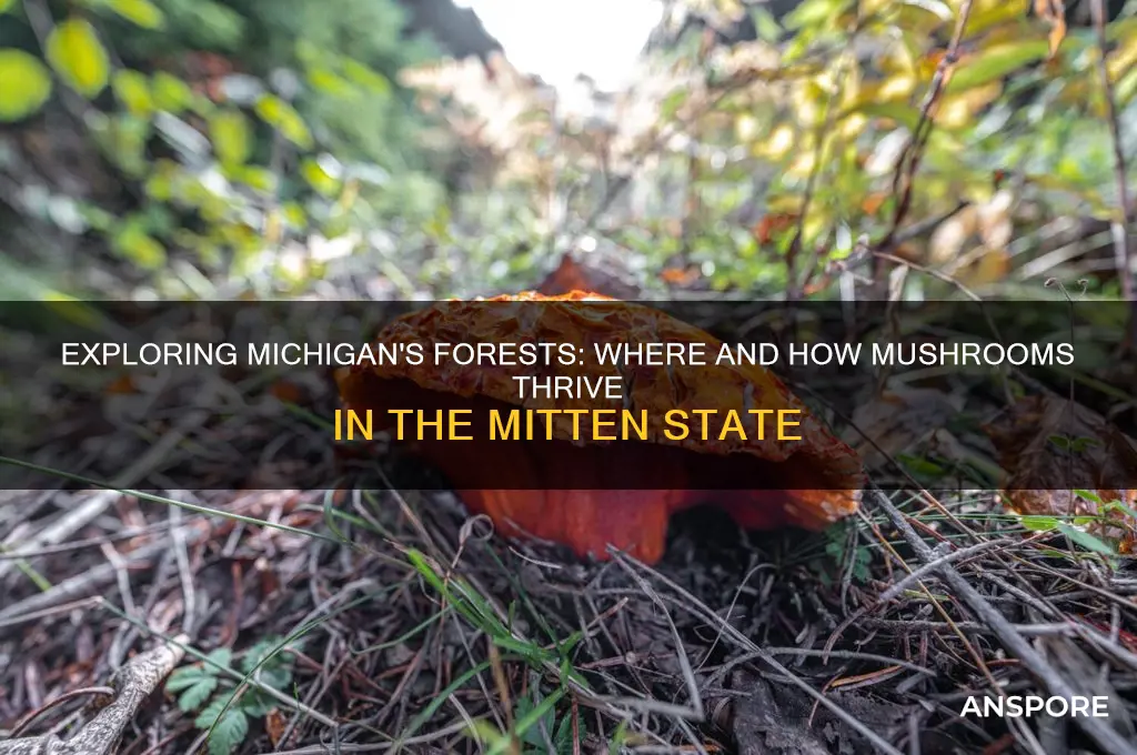 do mushrooms grow in michigan