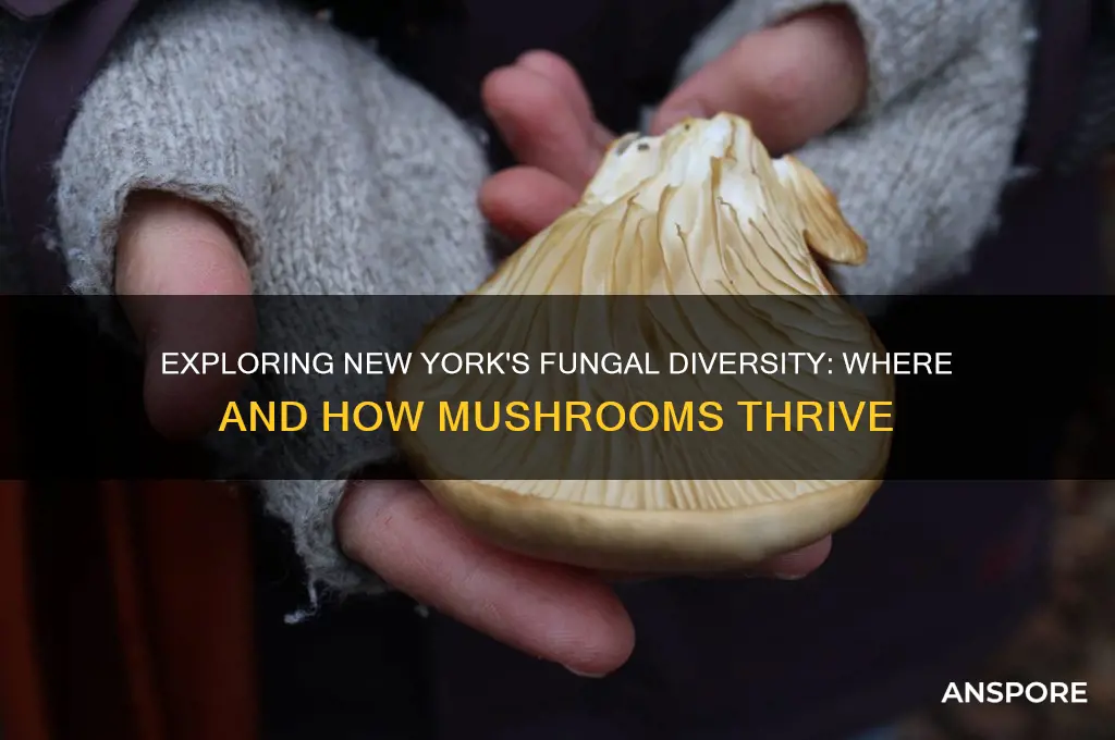 do mushrooms grow in new york