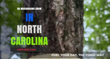 Exploring North Carolina's Forests: Where and How Mushrooms Thrive
