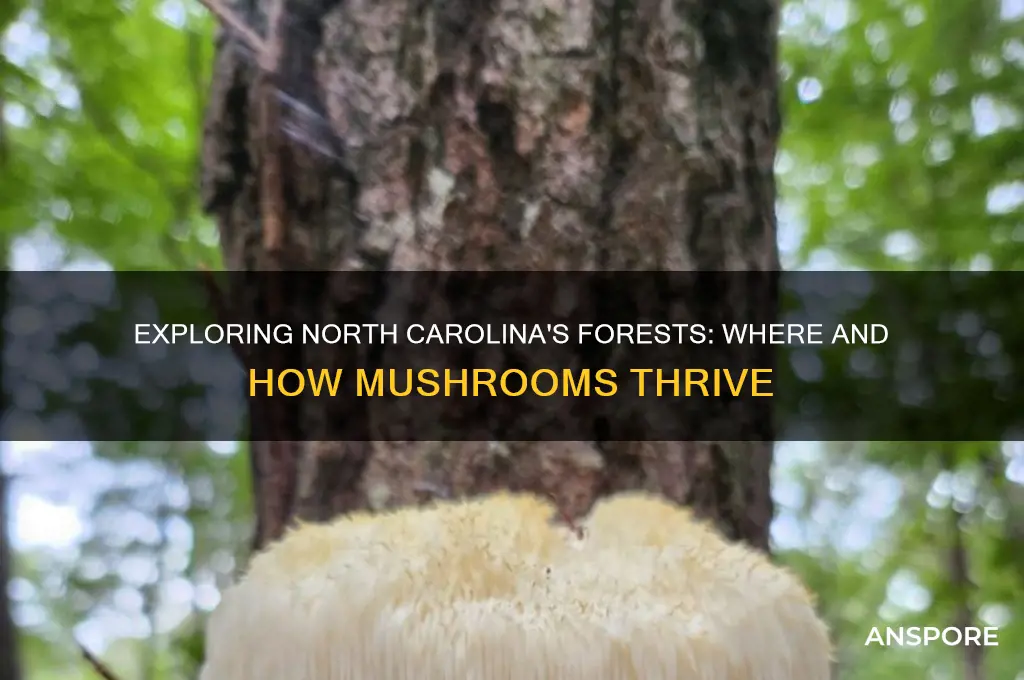 do mushrooms grow in north carolina