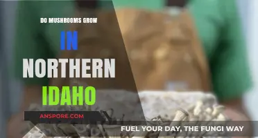 Exploring Northern Idaho's Forests: Do Mushrooms Thrive in This Region?